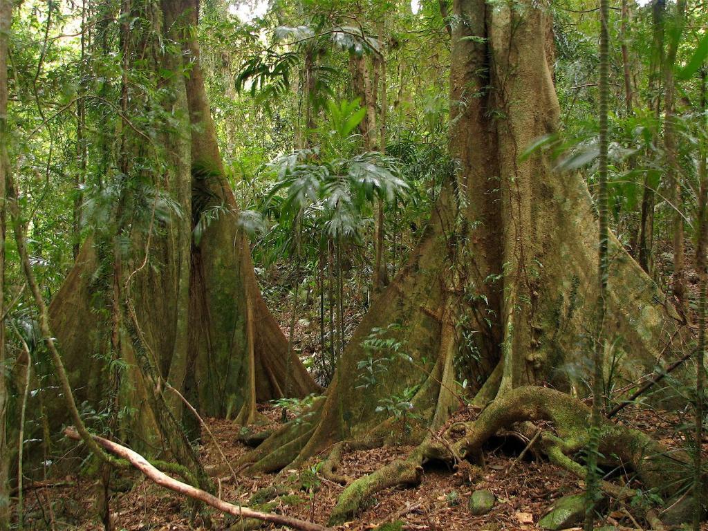 Springbrook Lyrebird Retreat Villa ภายนอก รูปภาพ